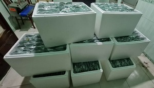 UVA DE MAR DESHIDRATADA DE GRADO PREMIUM/LATO/ARAROSEP Saborizado seco a granel con el mejor precio/ANNA DO VILACONIC - Product Image 6