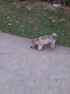 Vente en gros de fibre de coco pour animaux de compagnie matériau naturel pour la literie et la nidification idéal pour l'achat en gros à des prix compétitifs - Product Image 6