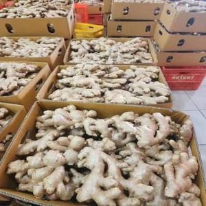 Jengibre fresco disponible para la venta en grandes cantidades para importadores globales de alimentos y productos agrícolas. En venta. - Product Image 1