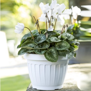 Bán Buôn Vườn Nguồn Cung Cấp Đầy Màu Sắc Trồng Nhựa Nhà Máy Chậu Hoa Nhà Máy Container Trồng - Product Image 6