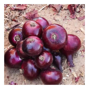 หัวหอมสีแดงสดขนาดใหญ่ที่มีคุณภาพสูงจำนวนมากขายส่งต้นหอมสดแบบพรีเมี่ยมส่งออกสินค้าที่มีความต้องการสูงราคาดีต่อสุขภาพและออร์แกนิก - Product Image 6