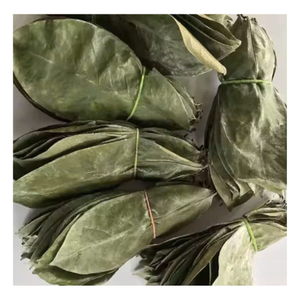 NOUVEAU PRODUIT FEUILLES DE GRAVIOLA SÉCHÉES FEUILLES DE COROSSOL À PRIX ABORDABLE FACILES À UTILISER - Product Image 3