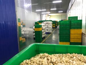 مكسرات الكاجو تصدير مكسرات الكاجو المورد بالجملة مكسرات الكاجو - Product Image 3