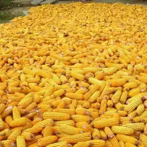 Dijual jagung kuning/jagung kuning tidak GMO penjualan laris Ekspor & jagung putih/jagung kuning kering udara