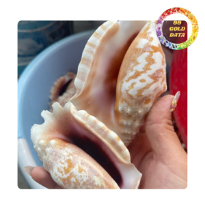 Grandes cáscaras de huevo | Para decoración del hogar y regalos | Suministro a granel de Vietnam - Product Image 4