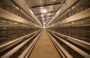 Jaula de capa de sistema automático tipo H de alta calidad, acero galvanizado para pollos de engorde - Product Image 4