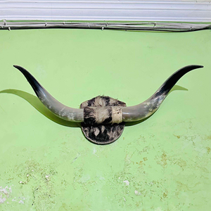 Decoración de Pared de Cuerno de Búfalo Natural, Par de Lámparas de Sal Decorativas Montadas en Cuerno, Venta Caliente por Tradebit - Product Image 6