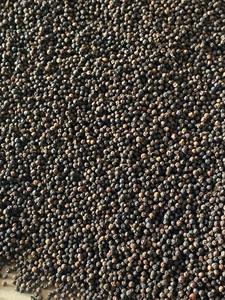 GRADE AA VILACONIC POIVRE NOIR DE QUALITÉ SUPÉRIEURE 500GL 550GL 600GL FAQ ORIGINE ASTA VIETNAM - Pey - Product Image 6