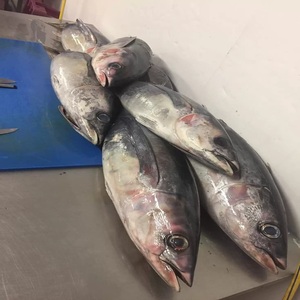 ราคาปลาทูน่าต่อกิโลกรัม - ราคาตลาดขายส่งอาหารทะเล - Product Image 3