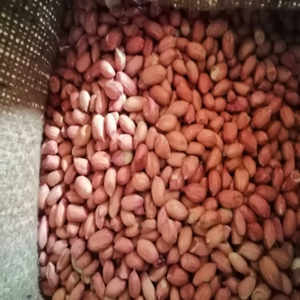 Cacahuetes Crudos al por Mayor, Granos de Cacahuete Naturales, Proveedor a Granel para Procesamiento de Alimentos, Proveedor Mayorista OEM de China en Venta - Product Image 1