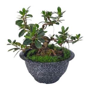 กระถางต้นไม้พลาสติกบอนไซ - Product Image 1