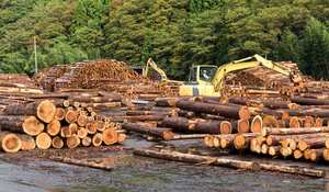 Troncos Ipe Madera Ipe Troncos Ipe en Venta - Product Image 2