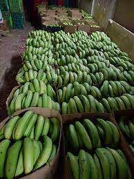 Plátano verde fresco/Plátanos verdes frescos - Product Image 6