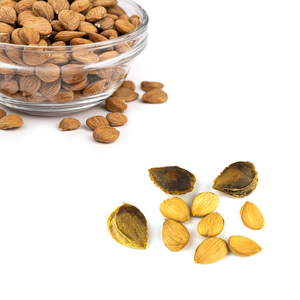 Apricot Kernel | ฟาร์ม-การประมวลผลสำหรับการใช้งานระดับมืออาชีพ - Product Image 5