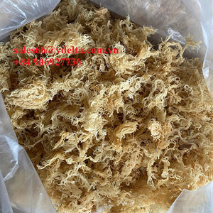 MOUSSE DE MER DORÉE SÉCHÉE À CHAUD 2025/ MOUSSE DE MER IRLANDE/ EUCHEUMA COTTONII Mme Lily - Product Image 1