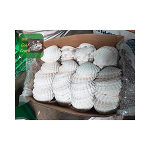 VENTES EN GROS RESSOURCES NATURELLES COQUILLES DE PÊTEAUX DES PLAGES POUR CADEAU NATURE BEAUTÉ COULEUR AVEC HAUTE QUALITÉ FABRIQUÉ AU VIETNAM - Product Image 1
