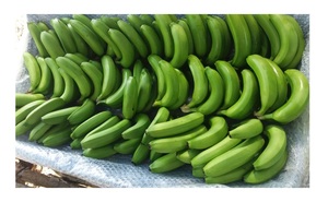 BANANE CAVENDISH FRAIS/BANANE FRAIS BANANE CAVENDISH FRAIS DU VIETNAM- PREMIUM EXPORT - Product Image 3