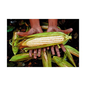 Ngô vàng cho thức ăn bỏng ngô ngô không biến đổi gen tốt nhất bỏng ngô hạt popping ngô nguyên ngô - Product Image 4