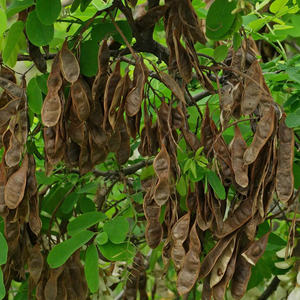 MEILLEURES VENTES EN GROS FRUIT BLACK LOCUST PREMIUM BIO FOURNITURE EN VRAC QUALITÉ D'EXPORTATION HOT DEAL PRODUIT NATUREL - Product Image 6