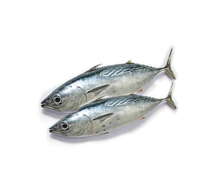 ปลาทูน่าครีบเหลืองปลาสดแช่แข็ง (4กก./10กก. 10กก./20กก. 20กก./30กก. - Product Image 6