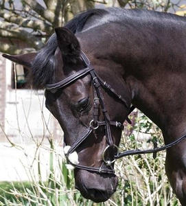 Bride de nez mexicaine professionnelle Elegance Équipement d'équitation en cuir de haute qualité avec logo personnalisé - Product Image 3