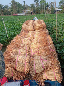 Jacinto de agua seco de primera calidad para manualidades y decoración del hogar - Product Image 2