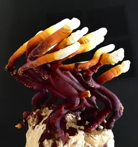 Antler Reishi Vietnam Lingzhi al mejor precio, Reishi de cornamenta orgánica de Vietnam - Product Image 4