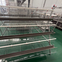 Système de cages à poules pondeuses direct usine, cages automatiques en batterie, équipement avicole pour projets mondiaux d'élevage de volailles