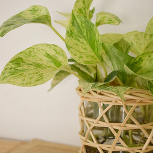 Bougeoir en rotin écologique fait à la main le plus vendu en gros du Vietnam pour la décoration de maison/fête/mariage - Product Image 2