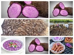 Yam morado deshidratado, producto nutritivo, de alta calidad, venta al por mayor, de Vietnam - Product Image 2