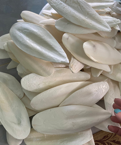 Hueso de sepia OEM para proveedor de productos para mascotas/Katty - Product Image 6