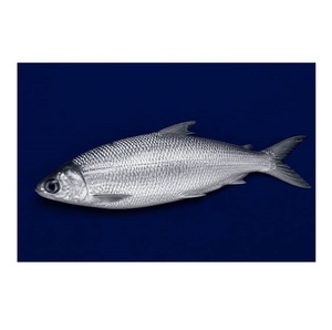 Poisson laitier congelé – Fruits de mer congelés pour la vente au détail et la distribution - Product Image 3