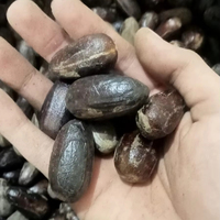 Premium Lange Nootmuskaat in Schaal Van ID 25-50 KG 2 Jaar Houdbaarheid Star Laboratories Van Lokale Boeren Surabaya Indonesië