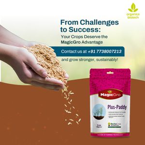 Meilleur produit agricole MagicGro Plus Promoteur de croissance du riz - Product Image 6