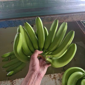 Bananes Cavendish des Highlands fraîchement récoltées du Vietnam Riche en nutriments Saveur sucrée Idéal pour la vente au détail et les services alimentaires - Product Image 1