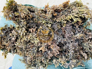 Alga Marina Sargassum Seca Cruda para Alimentación Animal - Alga Marina para Agricultura Ecológica - Product Image 4