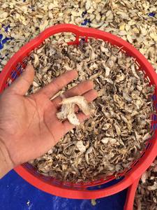 ขิงแห้งเพื่อสุขภาพ-ธรรมชาติ, ออร์แกนิก, ตากแดด, คุณภาพสูง, การใช้ทำอาหาร, จำนวนมาก, ทั้ง, ชิ้น, ผง, พรีเมี่ยม - Product Image 6