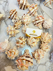 Matériau marin naturel coquillage du Vietnam pour la décoration intérieure artisanat fabrication de bijoux et Souvenirs côtiers - Product Image 4