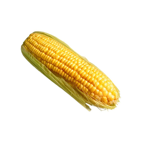 Maíz Amarillo Glutinoso Seco a Granel para Consumo Humano - Product Image 4