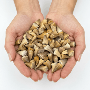 Vente en gros de dents de mosasaures authentiques, fossiles naturels de reptiles marins du Crétacé, spécimens de dents fossiles en vrac - Product Image 3