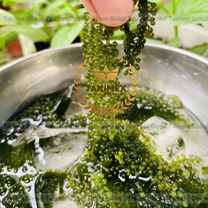 Légumes surgelés certifiés IQF de haute qualité, raisin de mer frais surgelé et séché, ingrédients nutritifs - Product Image 1