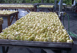 Fruta de noni congelada de la mejor calidad disponible a granel - Product Image 3