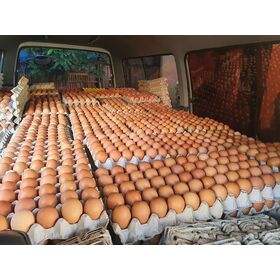 Œufs de table frais bruns, jaune riche en protéines, haute valeur nutritive, vente optimale, qualité de ferme fraîche, grand stock, livraison rapide - Product Image 2