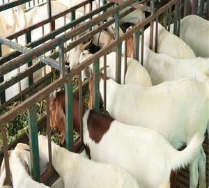 Casa para Cabras Ligera y Económica Modelo Makamane 002 con Servicios de Soldadura, Corte y Doblado, Diseño de Primera Calidad en Venta - Product Image 3