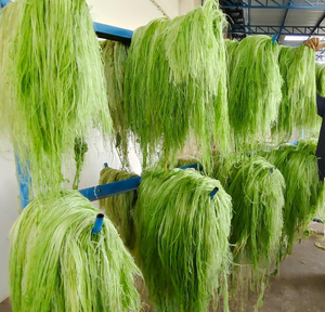 Fibra de hoja Pandan natural | Material de planta ecológico para artesanías, textiles, cuerdas y productos sostenibles de exportación - Product Image 4