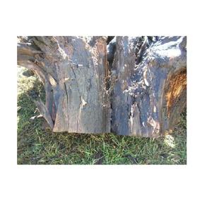 Bolas de raíz de nogal negro de madera rara a la venta, ideales para muebles de alta gama y arte decorativo, mejora la decoración de tu hogar - Product Image 6