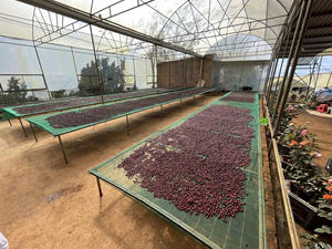 Grains de café verts Robusta vietnamiens de qualité supérieure avec processus de miel de maturité 97% nouvelle récolte 2024-2025 - Product Image 4