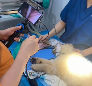 獣医ハンドヘルドHD内視鏡ペット動物消化管内視鏡ホット販売 - Product Image 5