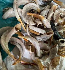 Shofar de Cuerno de Carnero Natural en Venta, para Tocar y Propósitos Religiosos, Tamaño Personalizado, Shofar Kosher Pulido, Cuerno de Kudu por HF CRAFTS - Product Image 4