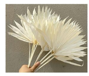 Hojas de Palma Solares Preservadas de Alta Calidad, Decoración para Graduación, Bodas, Fiestas en Casa, Hojas Secas Teñidas Naturales, Día de la Madre - Product Image 2